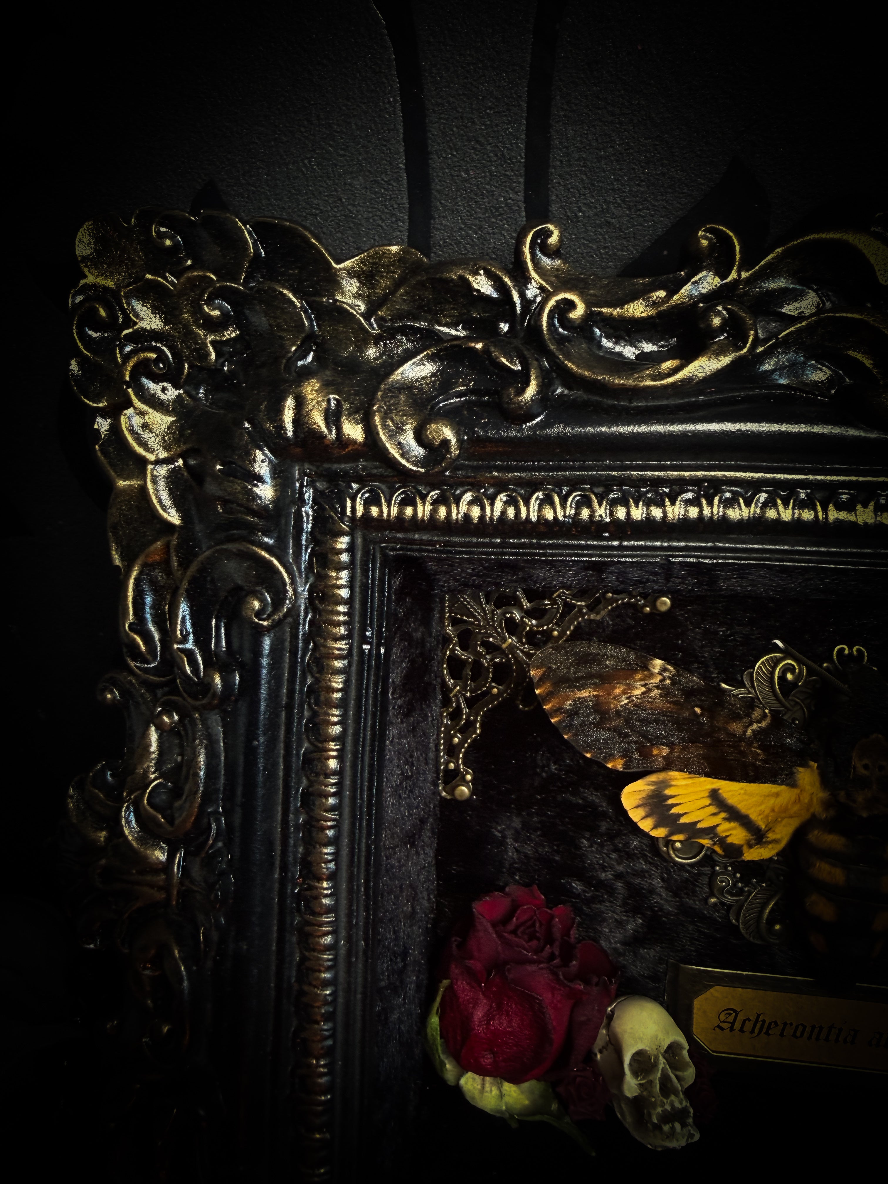 Gothica — handmade gothic shadowbox, made to order. Death's-head hawkmoth on black velvet in hand-cast antique baroque frame with skull embellishment, preserved roses, miniature skulls and Latin species nameplate. Gothic wall decor, 17.5x22.5cm.