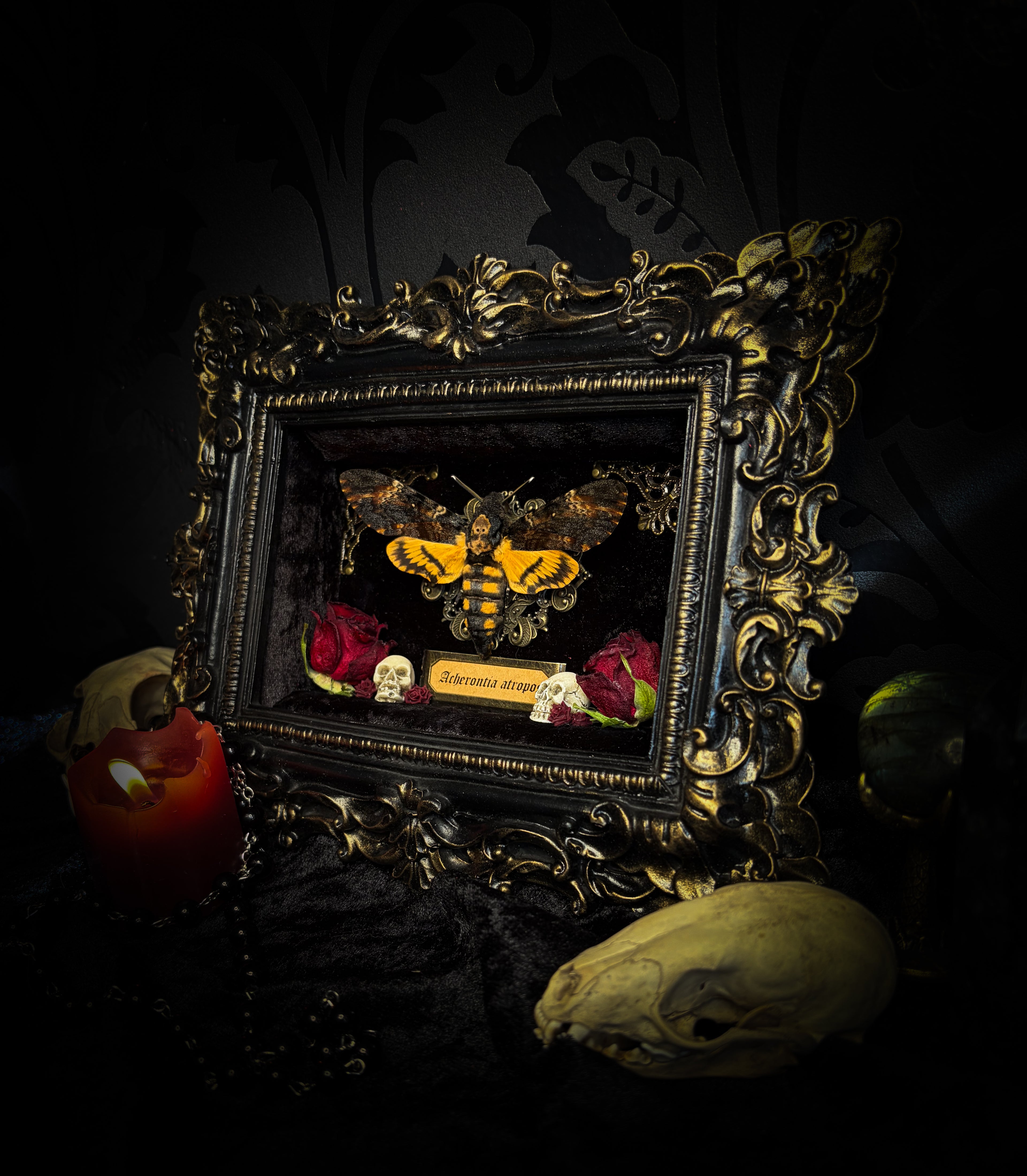 Gothica — handmade gothic shadowbox, made to order. Death's-head hawkmoth on black velvet in hand-cast antique baroque frame with skull embellishment, preserved roses, miniature skulls and Latin species nameplate. Gothic wall decor, 17.5x22.5cm.