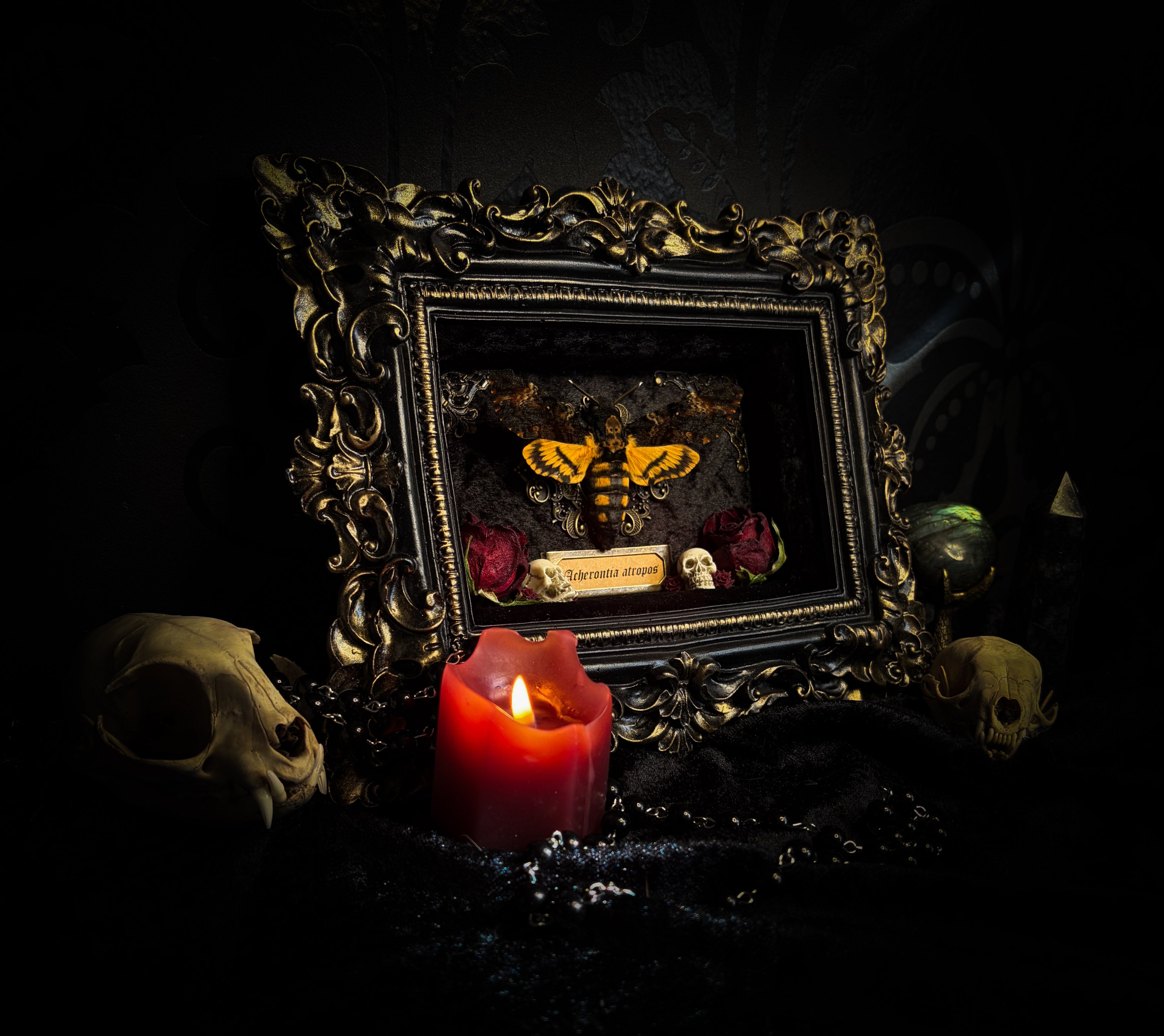 Gothica — handmade gothic shadowbox, made to order. Death's-head hawkmoth on black velvet in hand-cast antique baroque frame with skull embellishment, preserved roses, miniature skulls and Latin species nameplate. Gothic wall decor, 17.5x22.5cm.