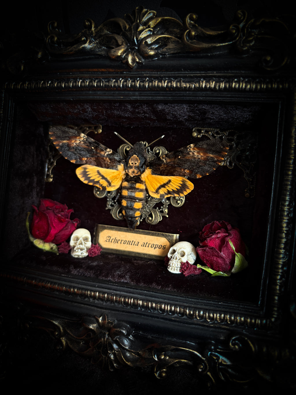 Gothica — handmade gothic shadowbox, made to order. Death's-head hawkmoth on black velvet in hand-cast antique baroque frame with skull embellishment, preserved roses, miniature skulls and Latin species nameplate. Gothic wall decor, 17.5x22.5cm.