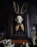 Bunny Kitten — handmade gothic shadowbox, made to order. Real cat skull with preserved bunny ears and paws, set on velvet background in ornate hand-finished frame with lace and decorative details. Dark whimsical collectible decor.