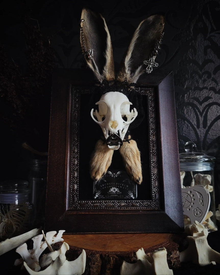 Bunny Kitten — handmade gothic shadowbox, made to order. Real cat skull with preserved bunny ears and paws, set on velvet background in ornate hand-finished frame with lace and decorative details. Dark whimsical collectible decor.