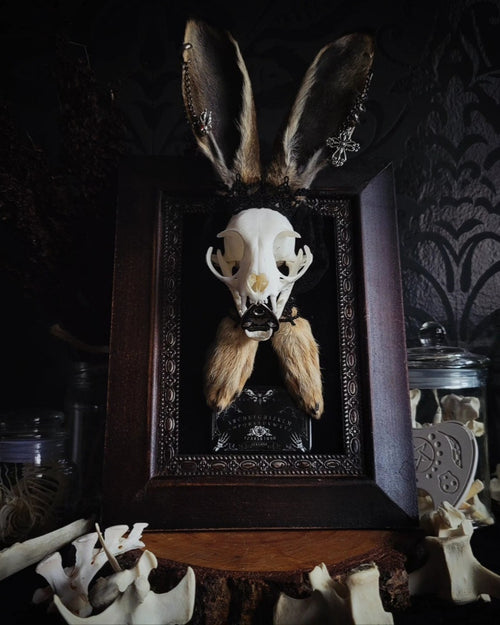 Bunny Kitten — handmade gothic shadowbox, made to order. Real cat skull with preserved bunny ears and paws, set on velvet background in ornate hand-finished frame with lace and decorative details. Dark whimsical collectible decor.