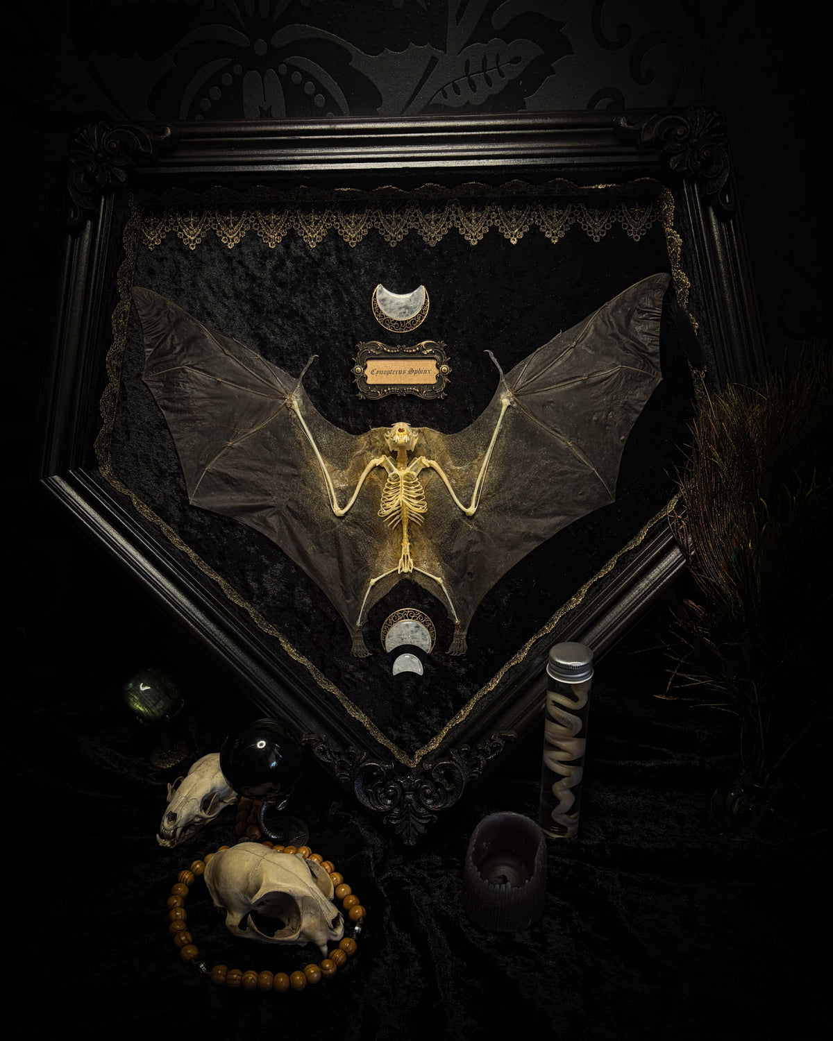 Moonlit Bat | Shadowbox — massive handmade black wooden shadowbox with a half-mummified, half-skeletal bat, three quartz moons, black velvet and gold lace.