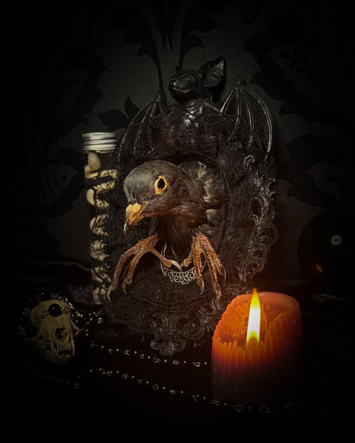 Nocturne — one-of-a-kind handmade gothic frame in black with silver bat ornament, with taxidermied dove head and feet on black lace over pink velvet, watched by two ornamental silver moons

