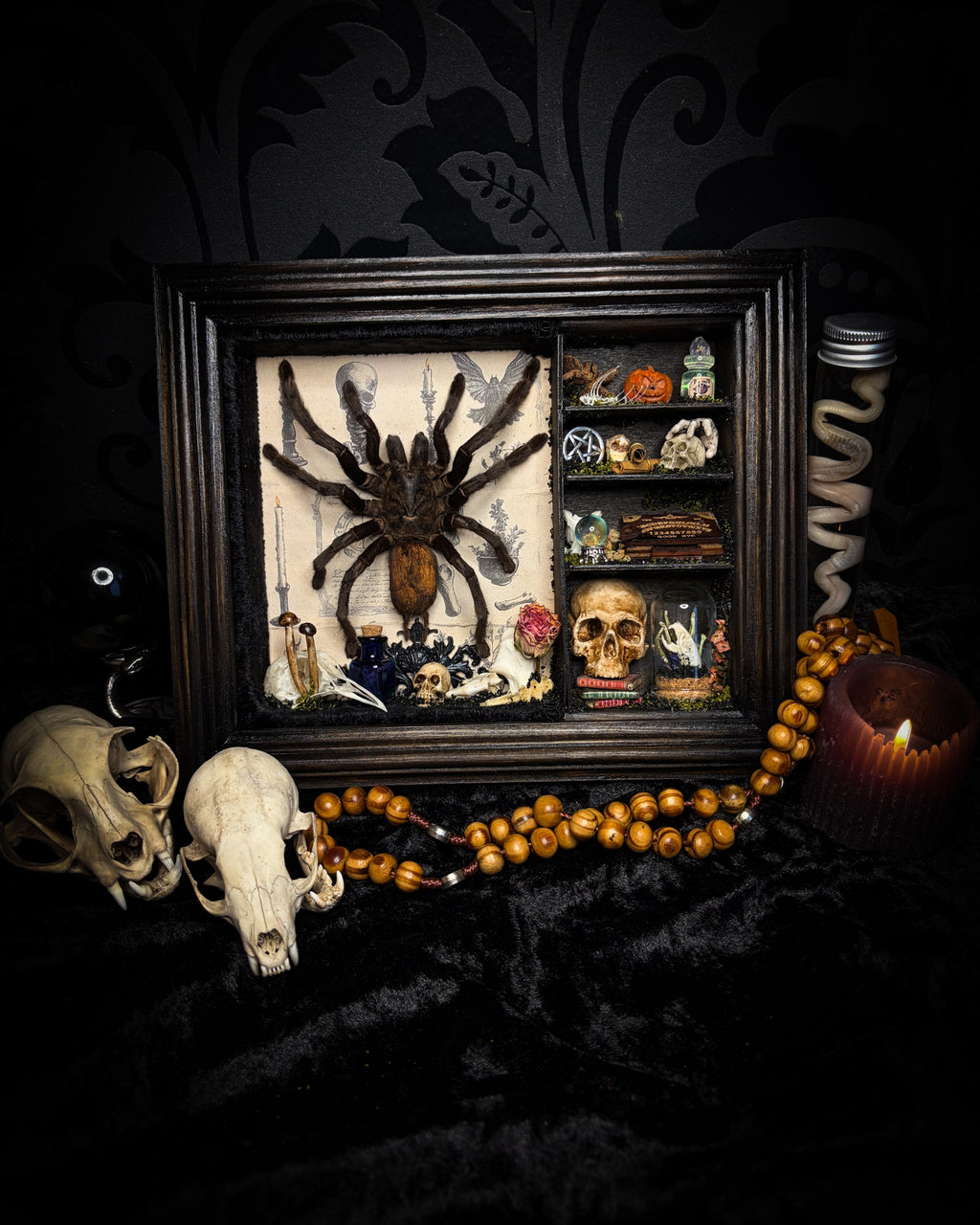 The Curator | handmade witchy shadowbox with real tarantula, ouija board, pentagram, skulls, spell books, glass dome and curiosities, dark wood frame with black velvet | Morbid Oddities

