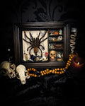 The Curator | handmade witchy shadowbox with real tarantula, ouija board, pentagram, skulls, spell books, glass dome and curiosities, dark wood frame with black velvet | Morbid Oddities
