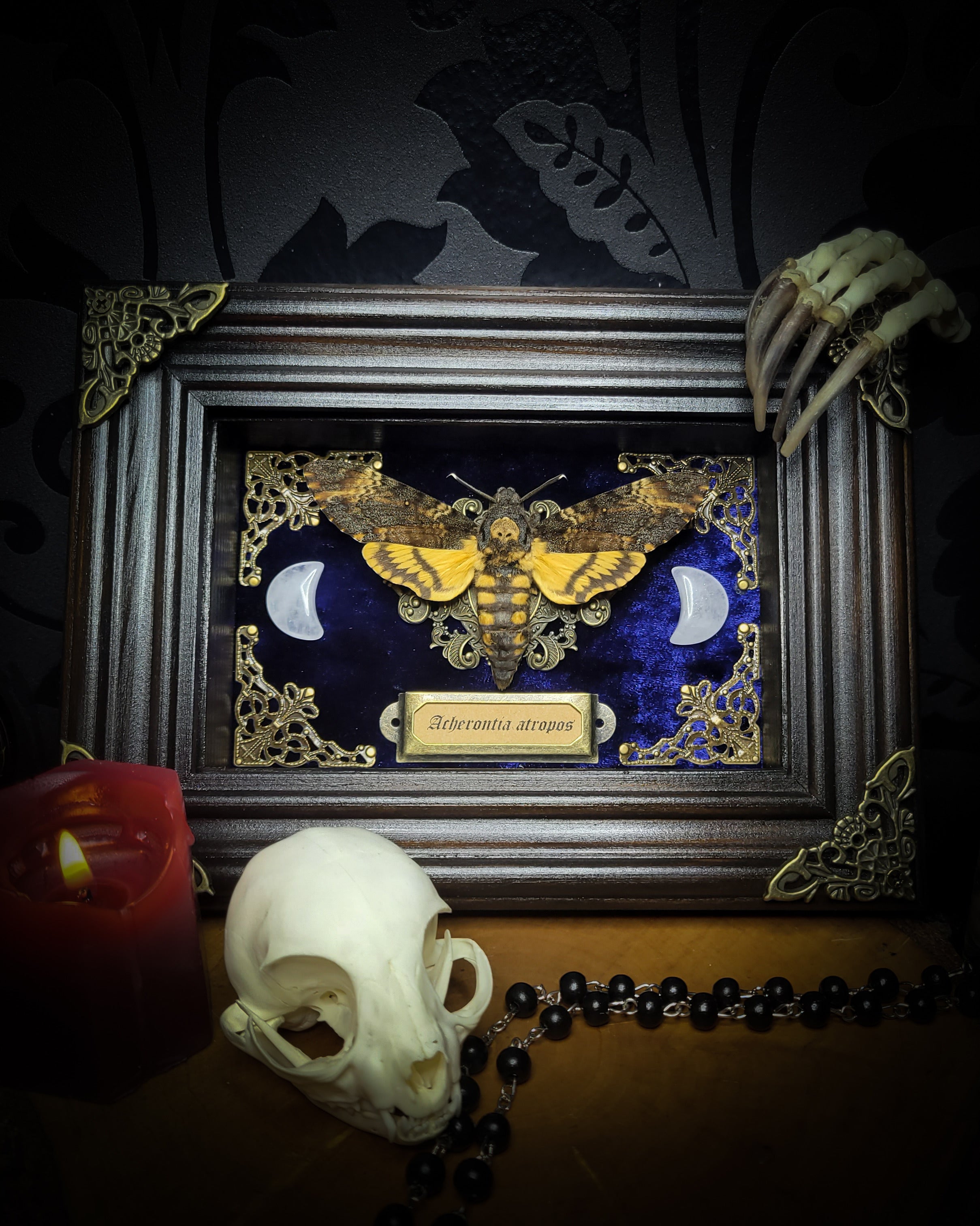 Acherontia atropos — handmade gothic frame, made to order. Death's-head hawkmoth on velvet background in fully handmade wooden frame with natural quartz crystal moons, corner ornaments and Latin species nameplate. Dark moth wall decor.