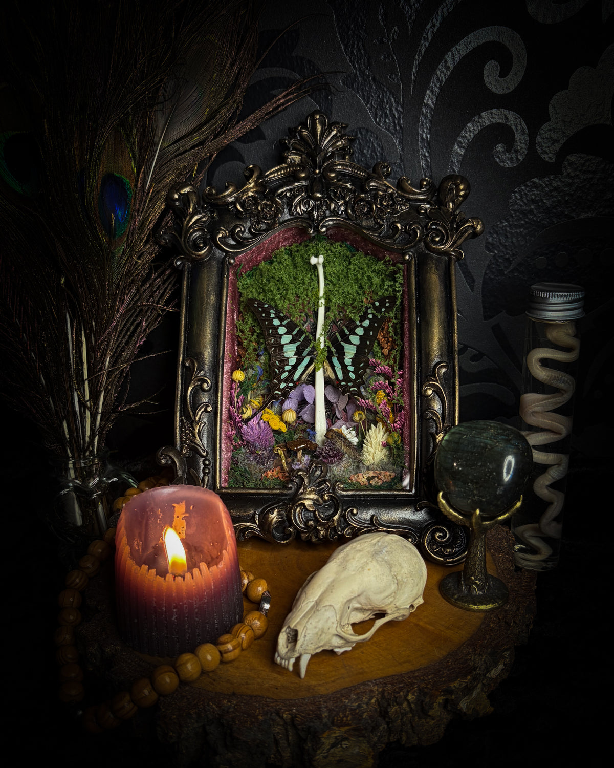 Dongterfly | Whimsical