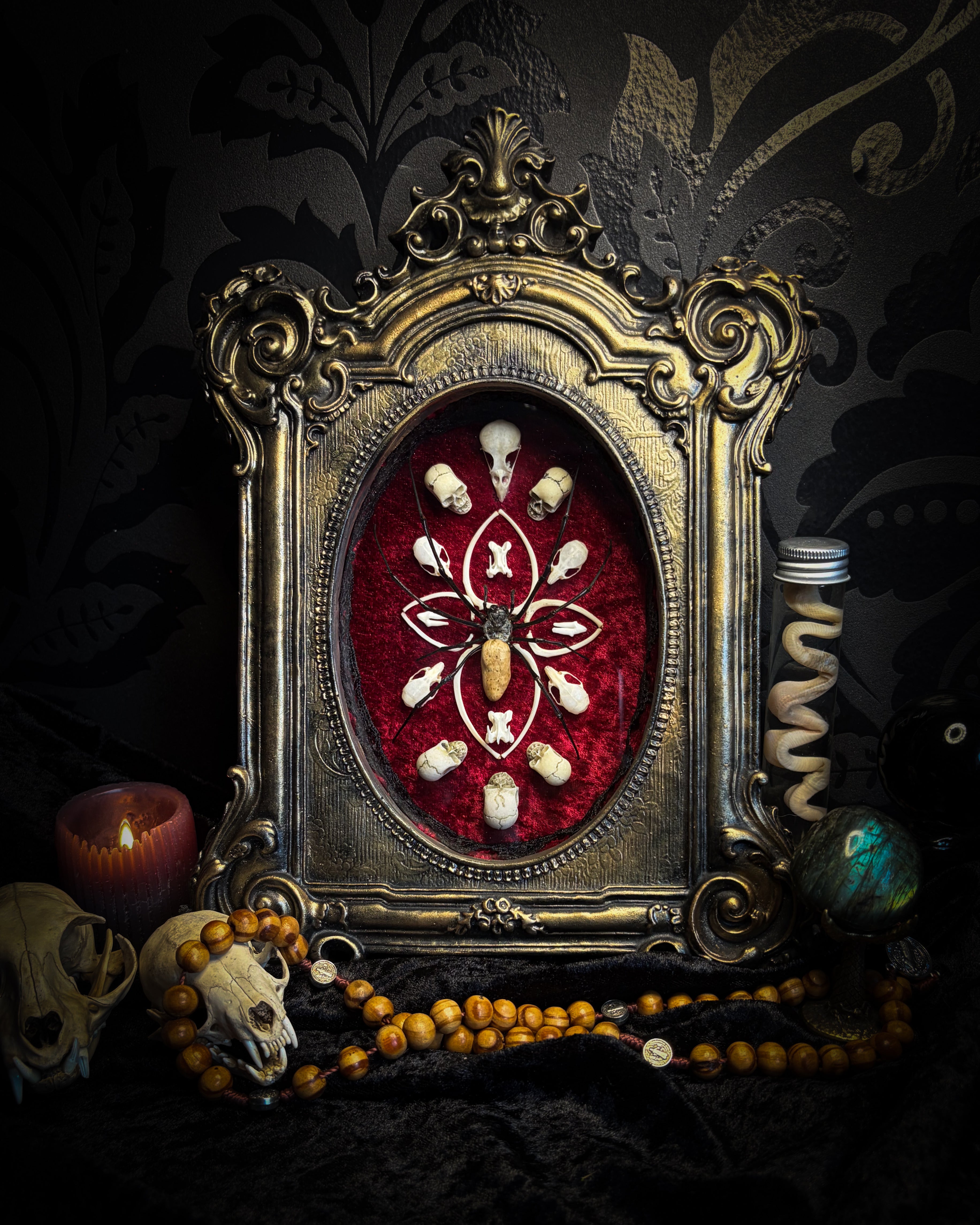 Ossuary Maswerk | handmade gothic shadowbox with Nephilia vitiana spider, real animal skulls and bones in bone maswerk, crimson velvet | Morbid Oddities
