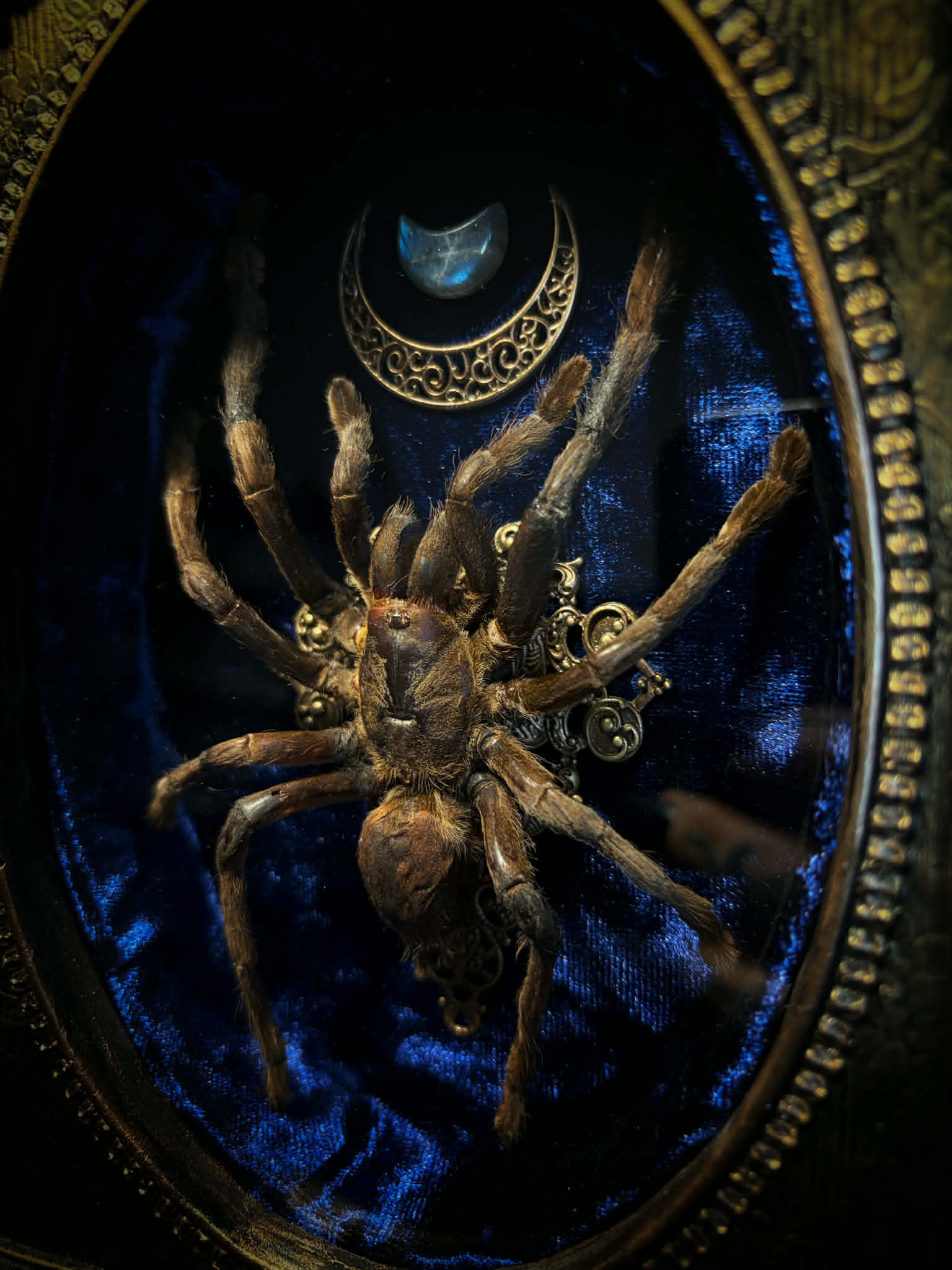 Sophistication — handmade gothic shadowbox, made to order. Real tarantula specimen on velvet background in ornate vintage-style frame with crystal accents and hand-finished metallic ornaments. Dark collectible wall decor, 22x30cm.