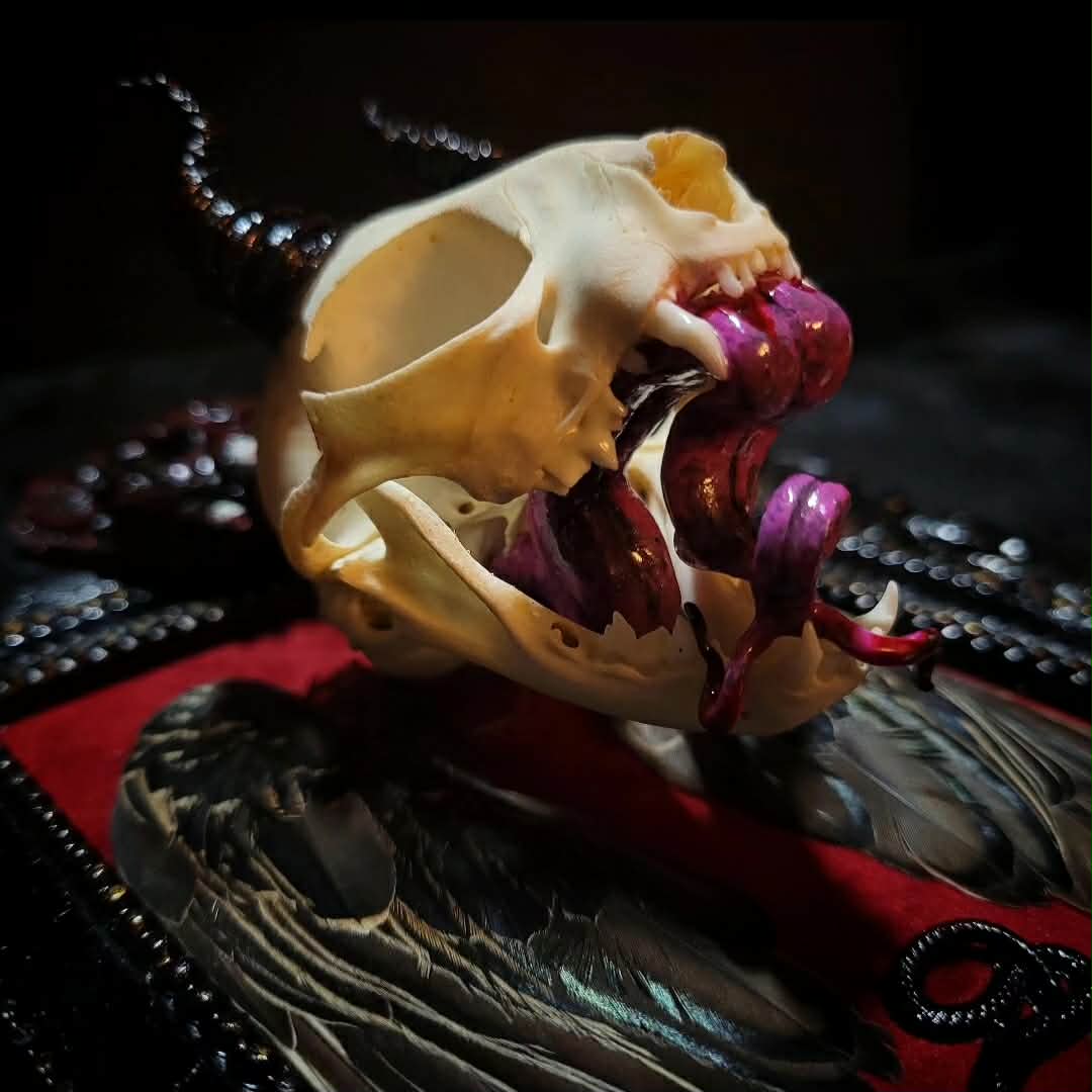Bunny Kitten — handmade gothic shadowbox, made to order. Real cat skull with preserved bunny ears and paws, set on velvet background in ornate hand-finished frame with lace and decorative details. Dark whimsical collectible decor.