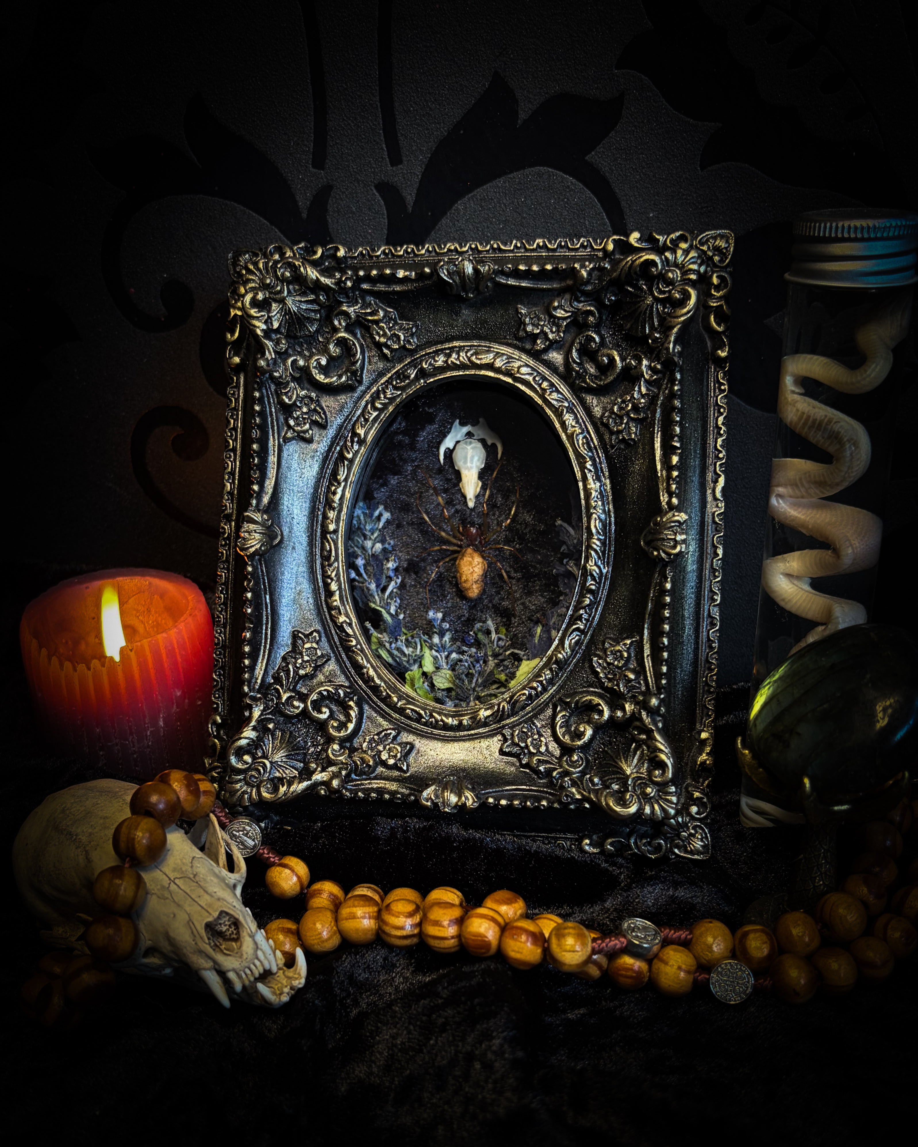 Arachne's Reliquary | handmade gothic shadowbox with Nephilengys malabarensis spider, shrew skull, black velvet and lace | Morbid Oddities

