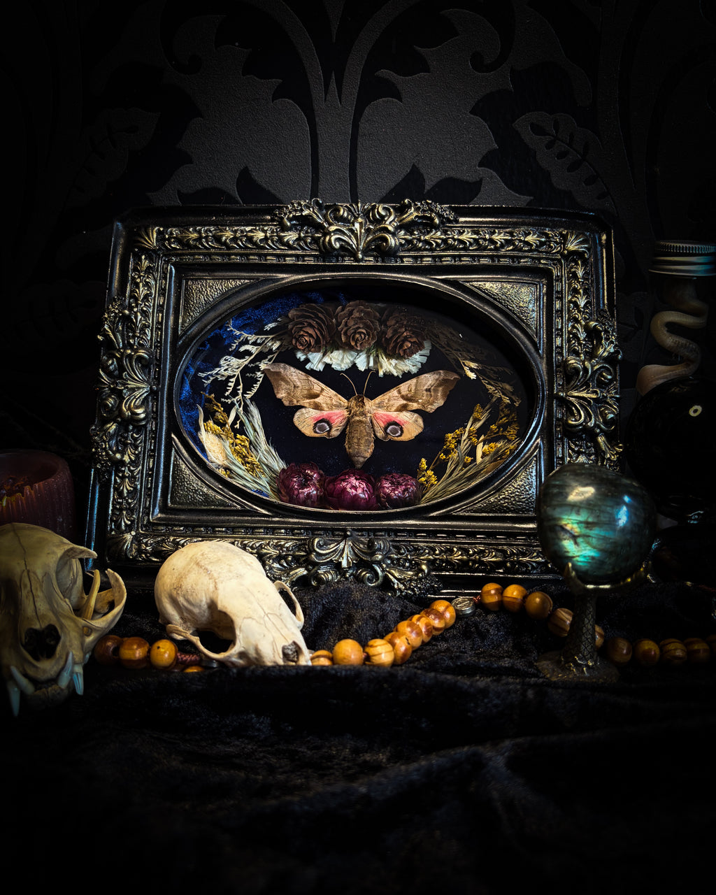 The Dreaming Eye | handmade gothic shadowbox with Smerinthus ocellata hawk-moth, blue velvet background, pine cones and dried flowers | Morbid Oddities
