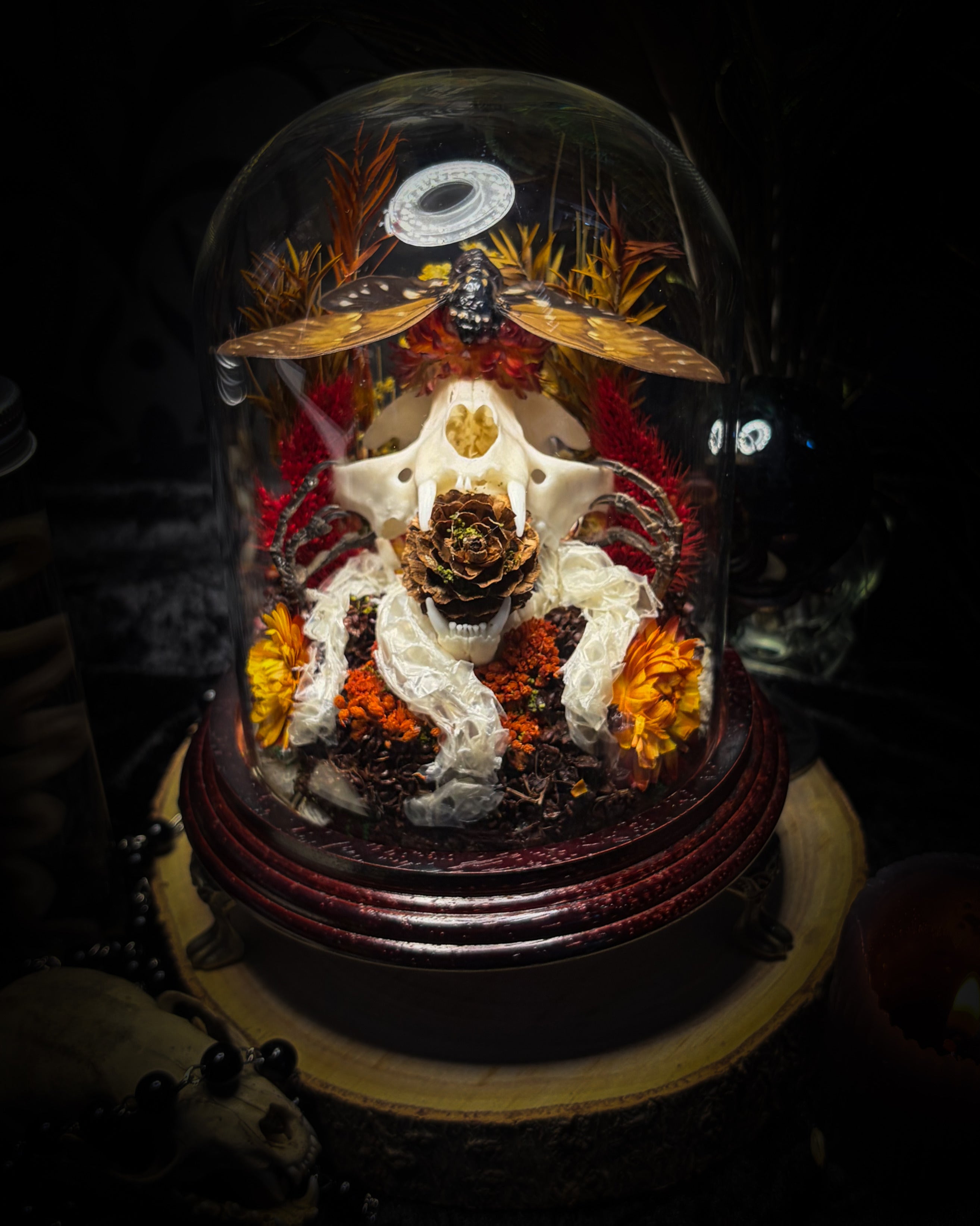 Mors Autumnalis — handmade gothic glass dome with cat skull, Ambragaeana ambra cicada, mummified bird feet, snake skin and dried autumn botanicals — Morbid Oddities