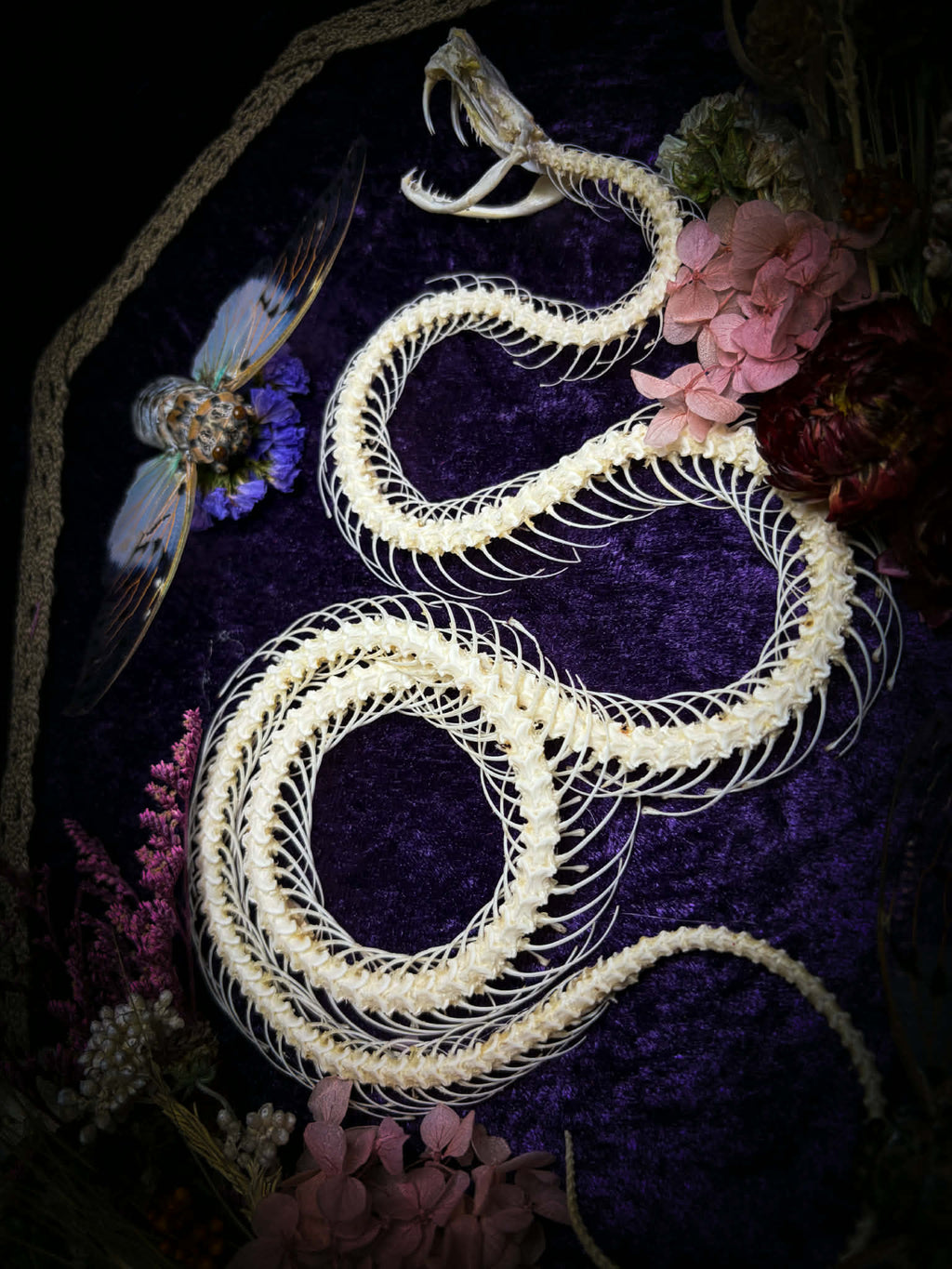 Gothic shadowbox — articulated snake skeleton on deep violet velvet, preserved florals, ghost cicadas, baroque wooden frame with gold accents, 45x35cm