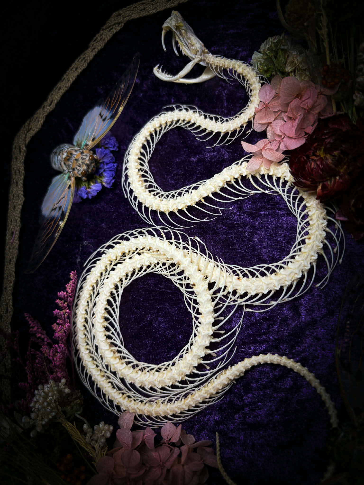 Gothic shadowbox — articulated snake skeleton on deep violet velvet, preserved florals, ghost cicadas, baroque wooden frame with gold accents, 45x35cm