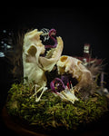 Hungry Minks | Woodland — handmade gothic decor with two real mink skulls, sculpted tongues, runes, bird bones, feathers and forest moss under glass dome on hand-painted wooden base, 11x13.5cm