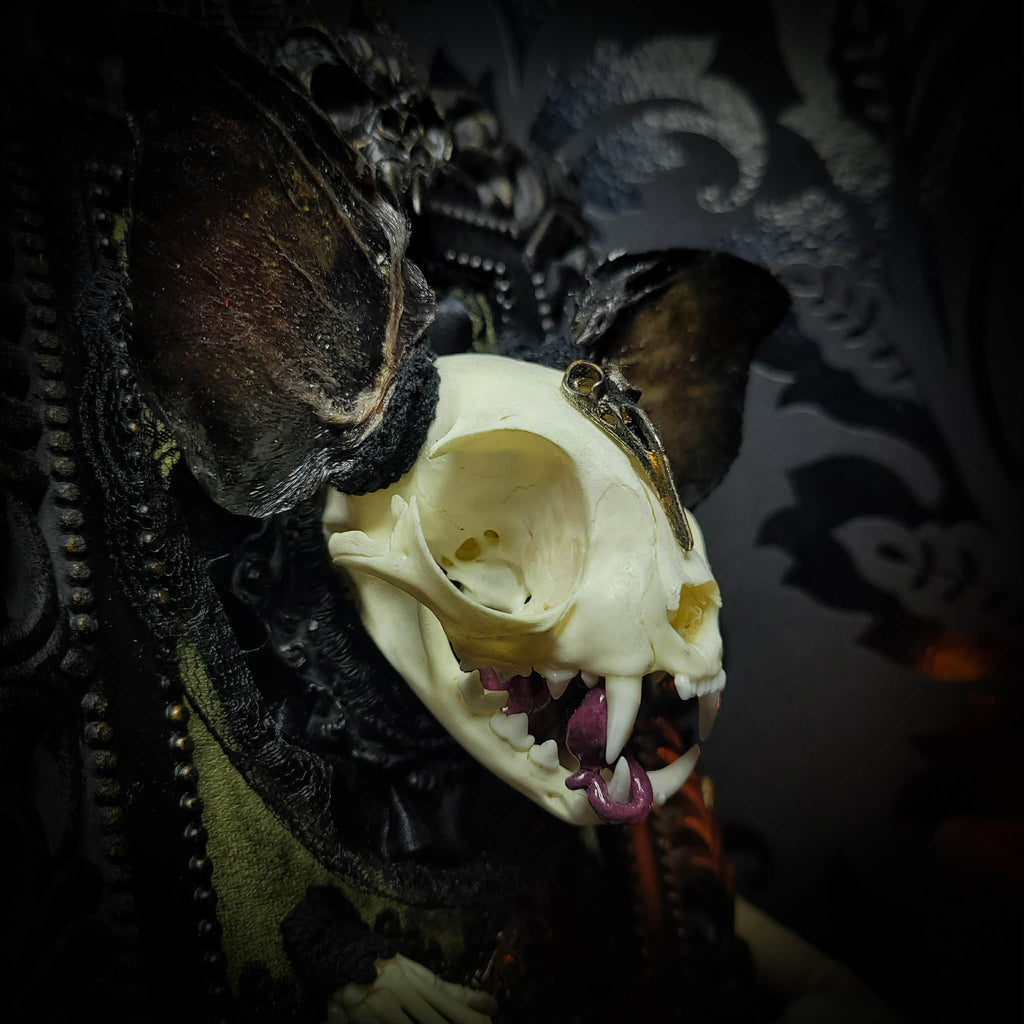 Bunny Kitten — handmade gothic shadowbox, made to order. Real cat skull with preserved bunny ears and paws, set on velvet background in ornate hand-finished frame with lace and decorative details. Dark whimsical collectible decor.