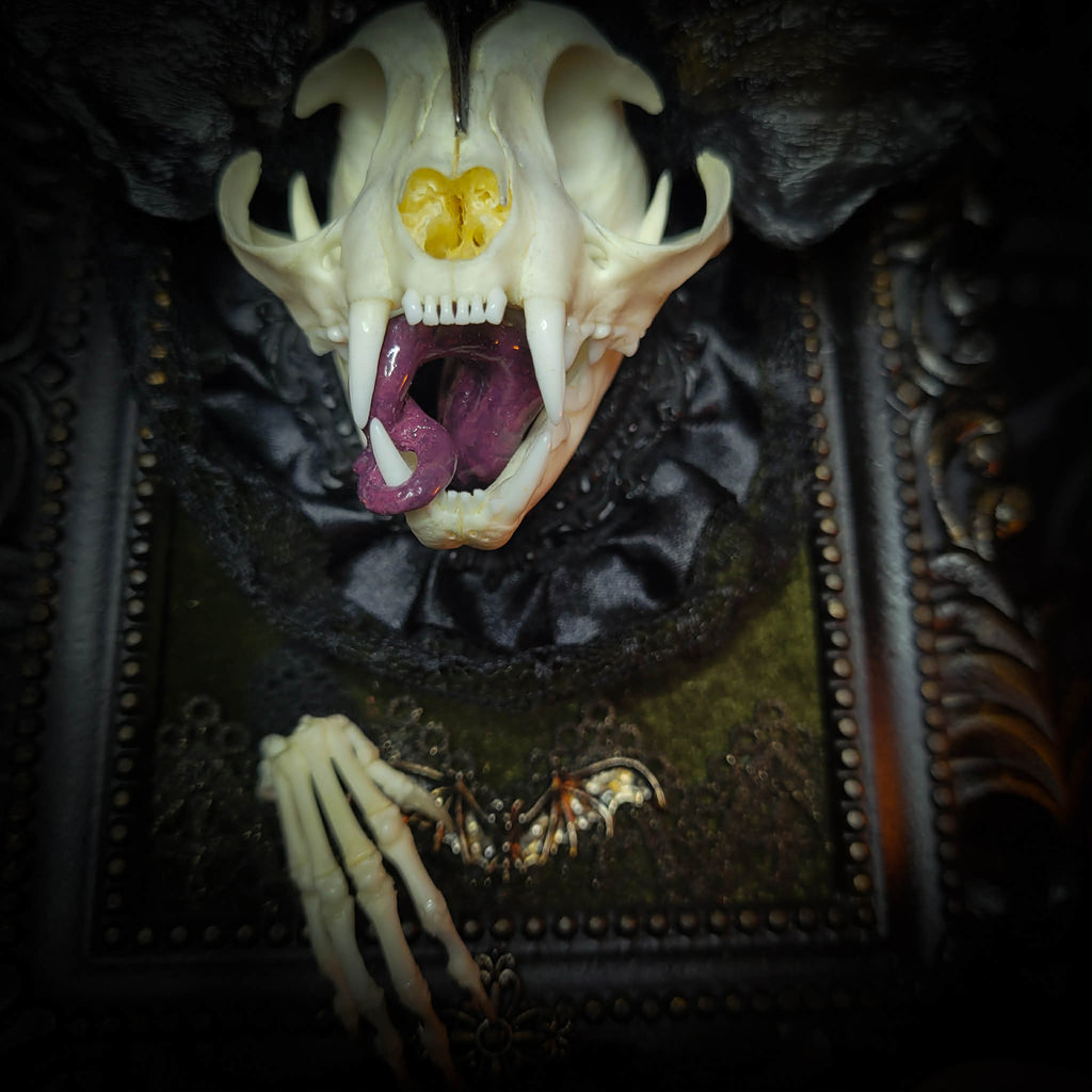 Bunny Kitten — handmade gothic shadowbox, made to order. Real cat skull with preserved bunny ears and paws, set on velvet background in ornate hand-finished frame with lace and decorative details. Dark whimsical collectible decor.